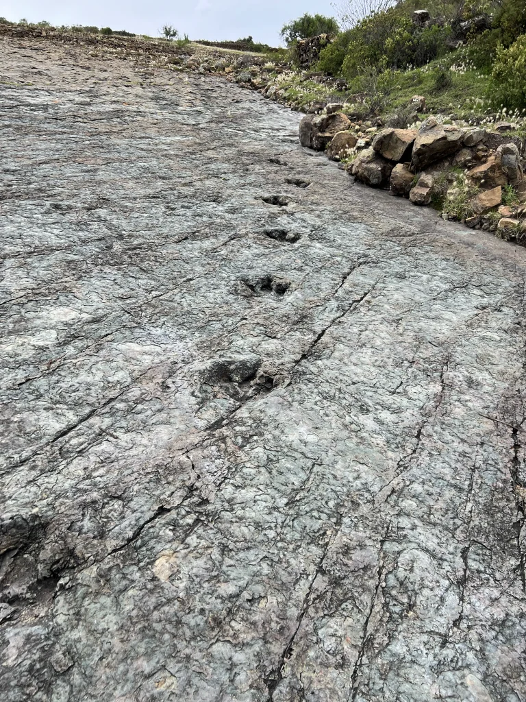 Traces dinosaures à Sucré 